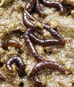belgica-larvae