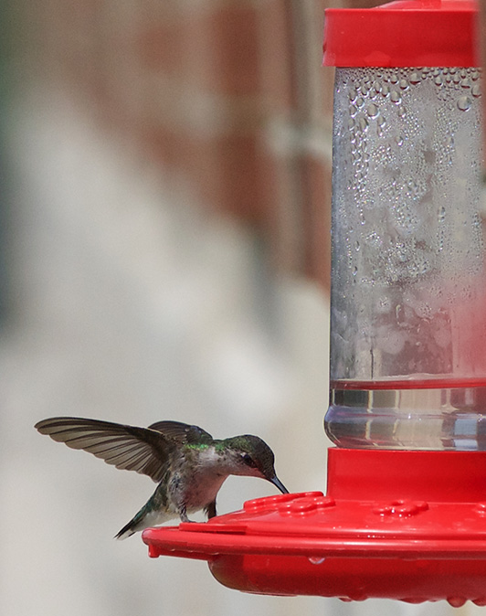 humminbird feeding