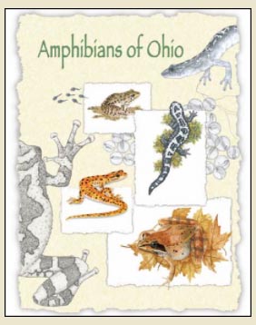 mike-wright-amphibians-book-cover
