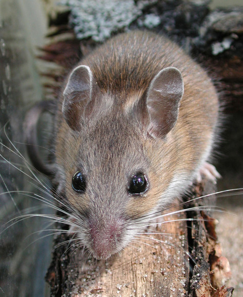 White-footed mouse.