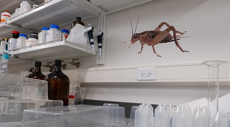 cricket-sticker-in-lab