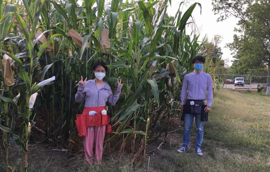 tall corn plants outside boyd and 2 grad students