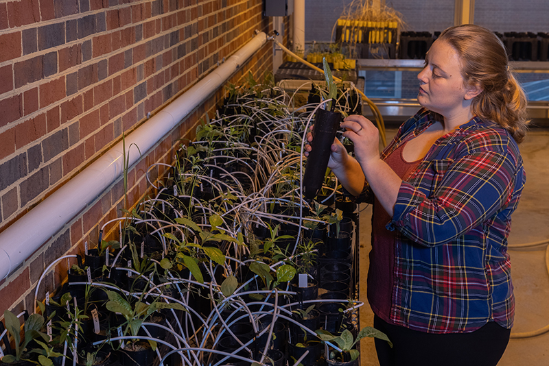 katie stahlhut holds a seedling in the greenhouse above a row of more seedlings in trays