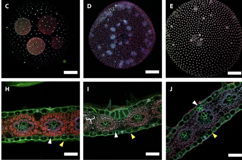 6-plant-cells-autofluorescent-patterns