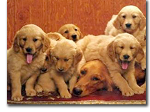 photo of puppies