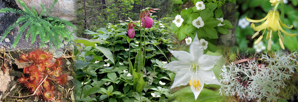 photo collage of various plants found in Quebec's Gaspe Peninsula