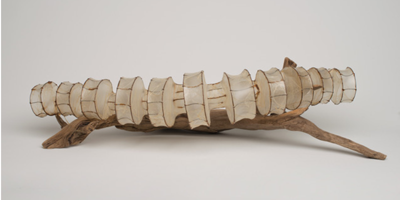 Spine