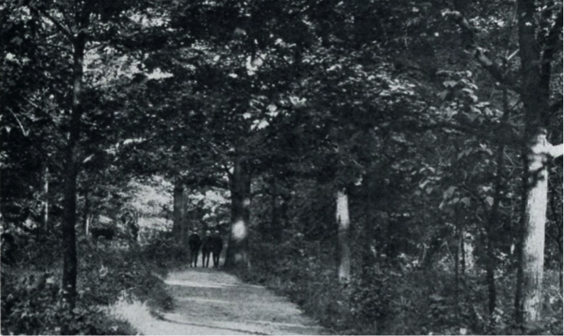 wooded path with men walking on it 1906