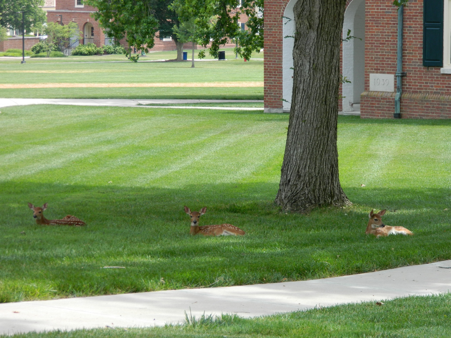 3 deer resting on grass