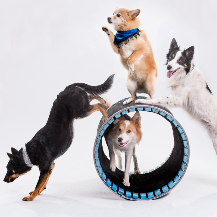 Dogs balancing on a barrel
