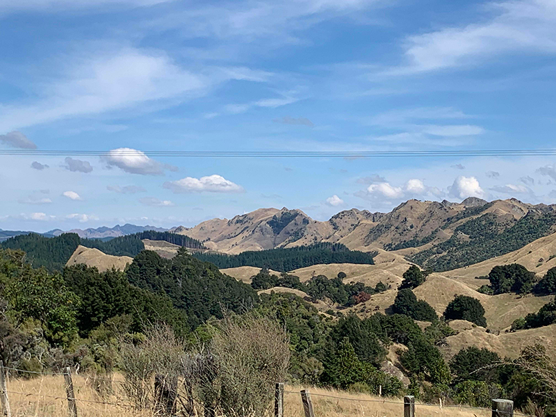 Grazing pine bush in Wairarapa