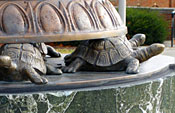 tri-delt-turtle2-thumb.jpg