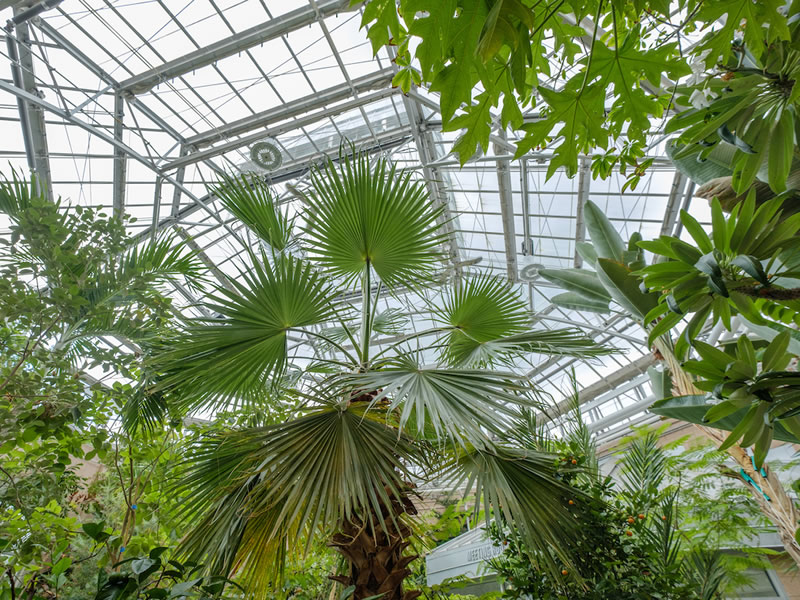 Atrium of The Conservatory looking upward through palms and large plants.