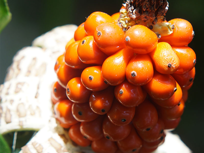 Orange plant with balls all over and a brown stem coming out of the top and white flowers along the bottom