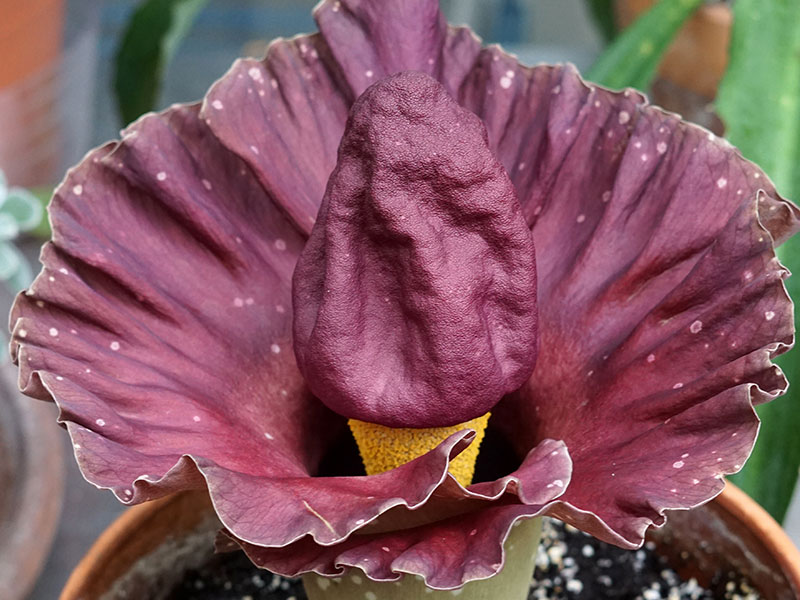 A light purple plant in a brown pot with soil.