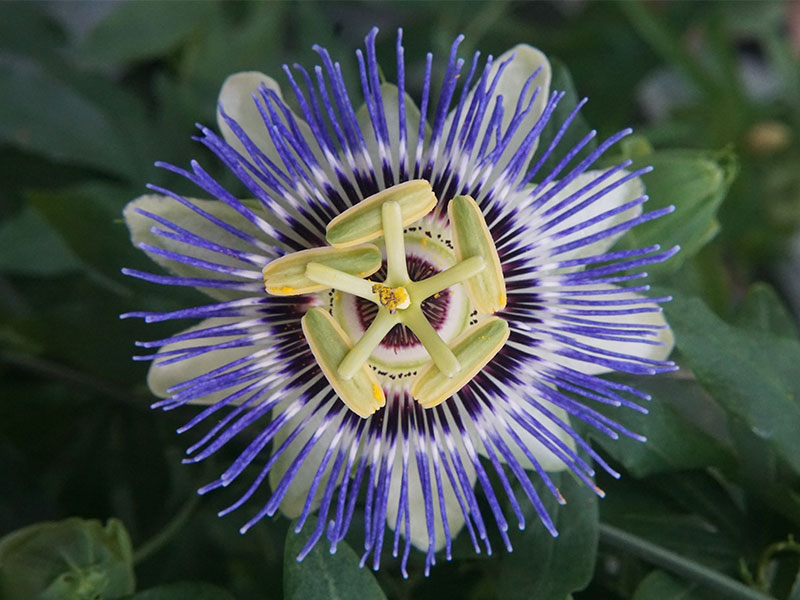 A purple plant with spikes coming out and yellow seeds on top.