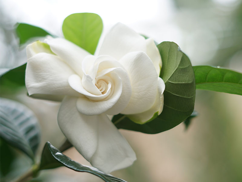 white gardenia