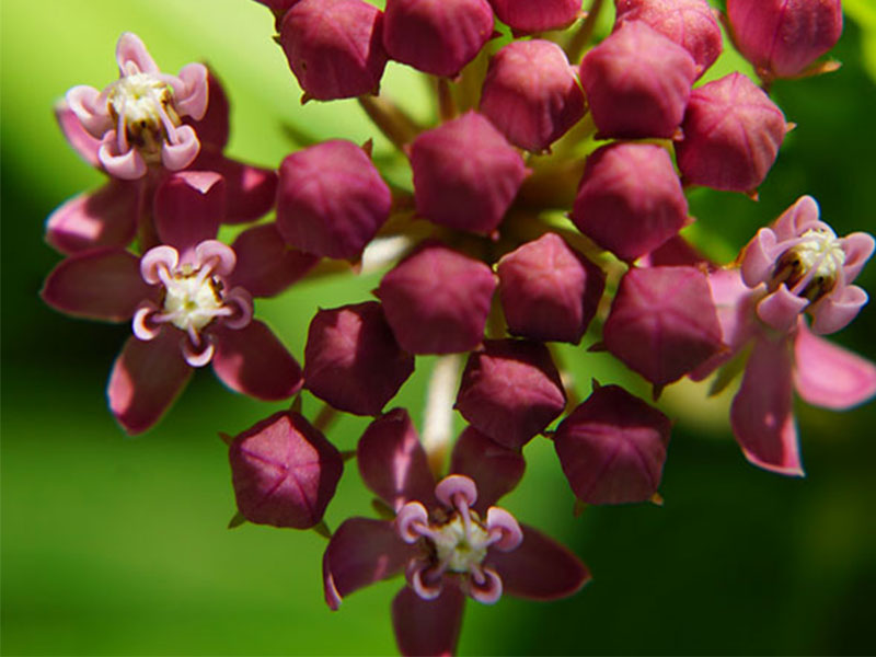 Dark pink flowers