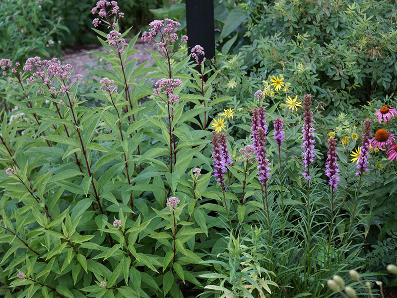Multiple purple flowers