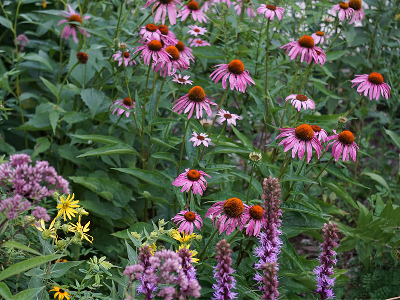 Multiple pink flowers