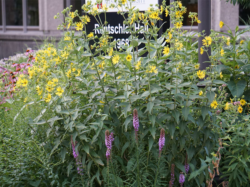 multiple yellow flowers and the Rentschler hall sign in the background
