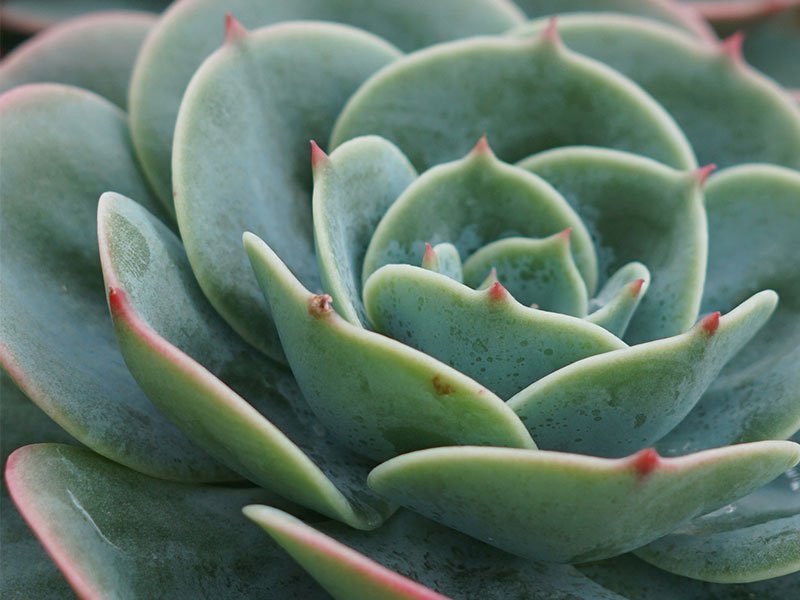 Cactus up close