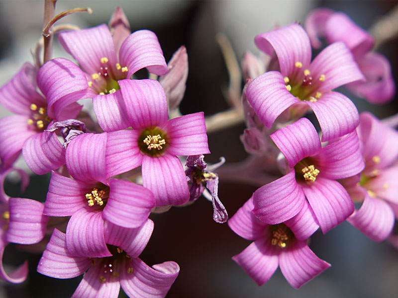 Purple flowers with the pedals curling backwards