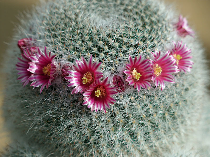 Desert room cactaeae with pink flowers