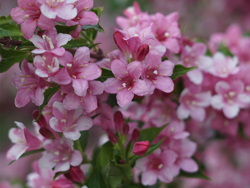 Many Pink flowers