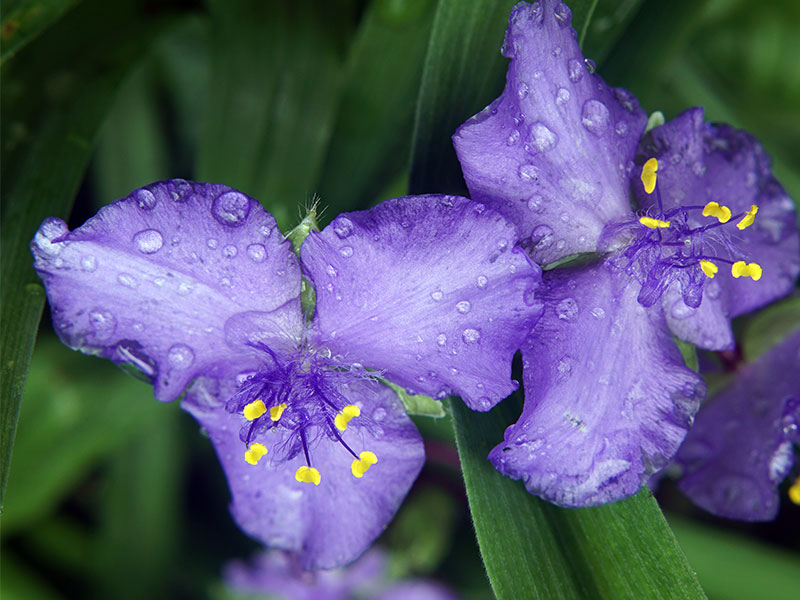 2 purple flowers with yellow in the middle and rain drops on them