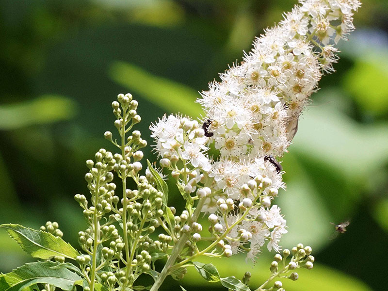 White fluffy flowers shaped like a cone with green stem