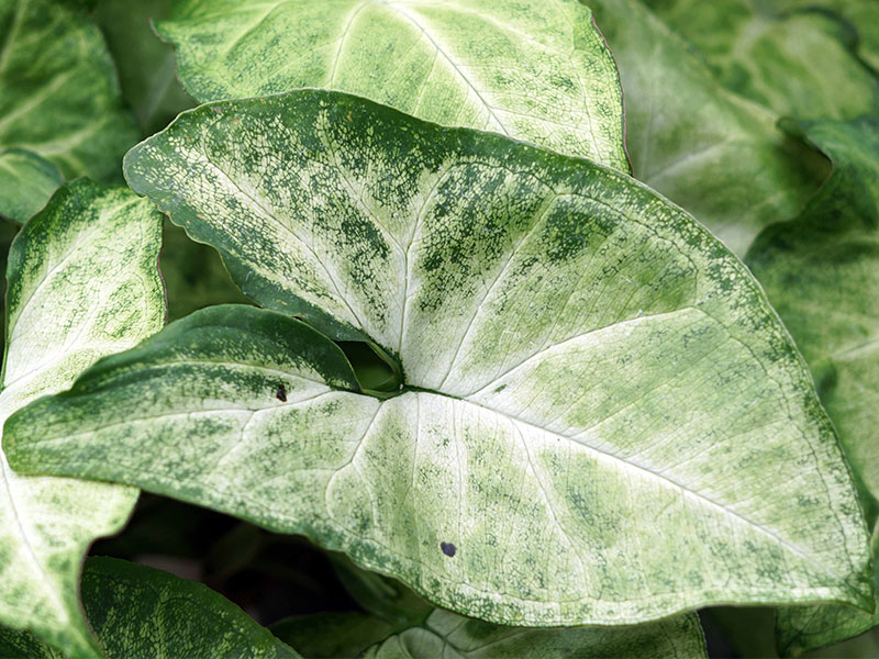 Multiple green leaves with one close up in the center