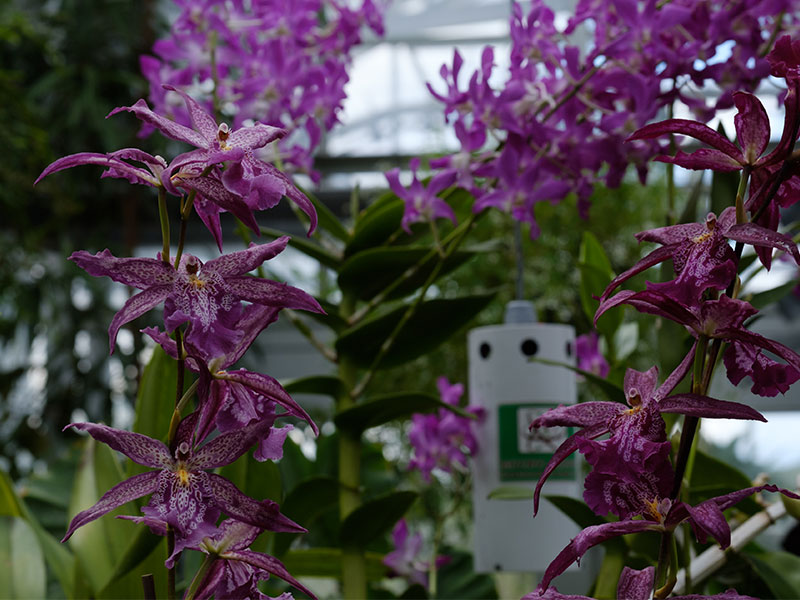 Purple orchids close up