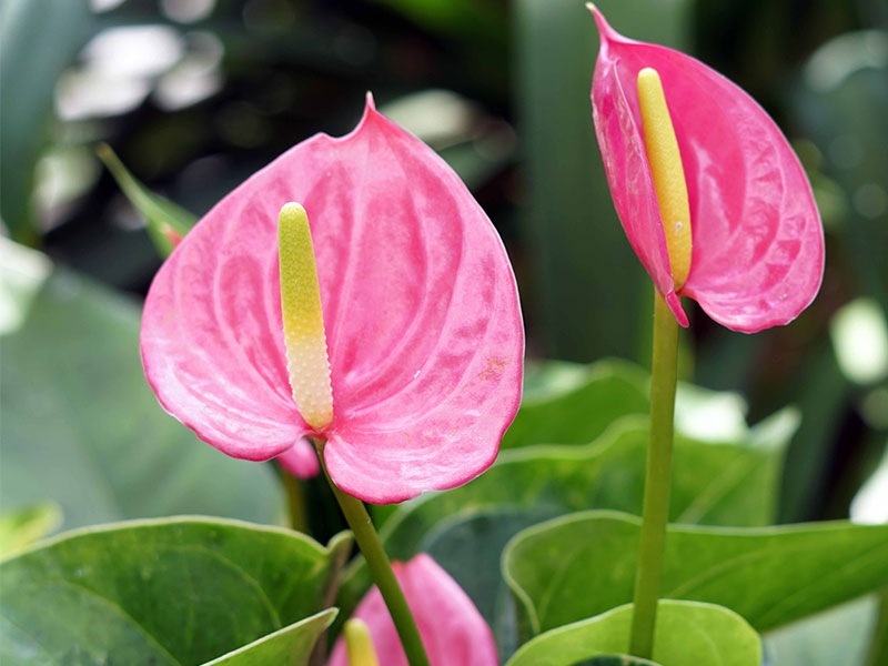 2 pink flowers with a yellow center