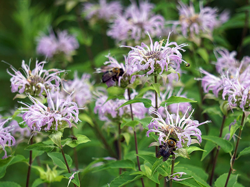Light purple flowers with a bee on top