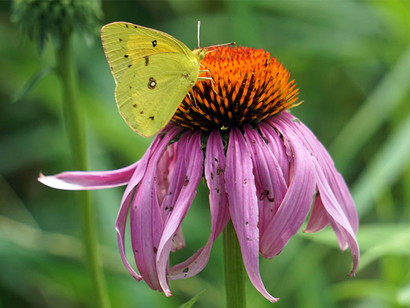 Pink flower with a yellow butterfly on top.