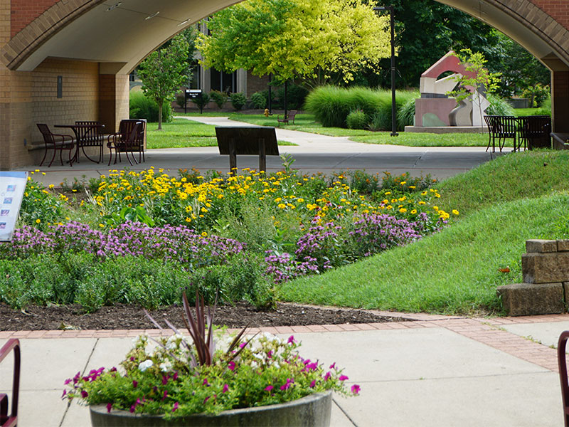 Rain garden with a plotted plant in the front and the Miami University arch in the background