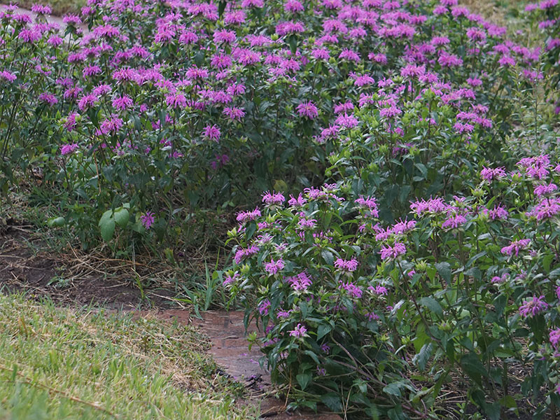 Purple flowers in the rain garden