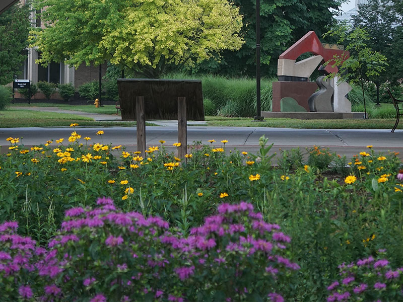 Rain garden with purple and yellow flowers with the Hamilton campus quad in the background.