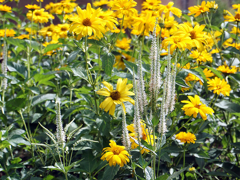 Yellow flowers in the rain garden