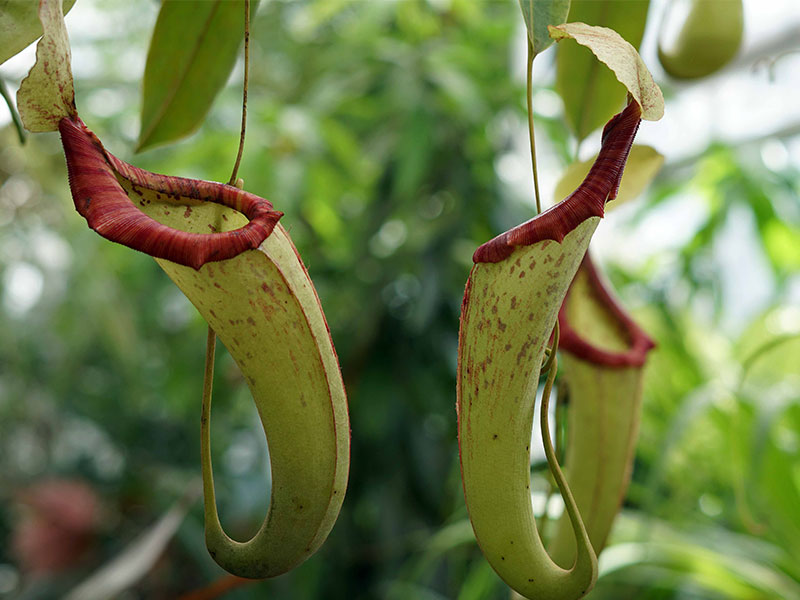 2 hanging cone shaped leaves with red around the top of the rims