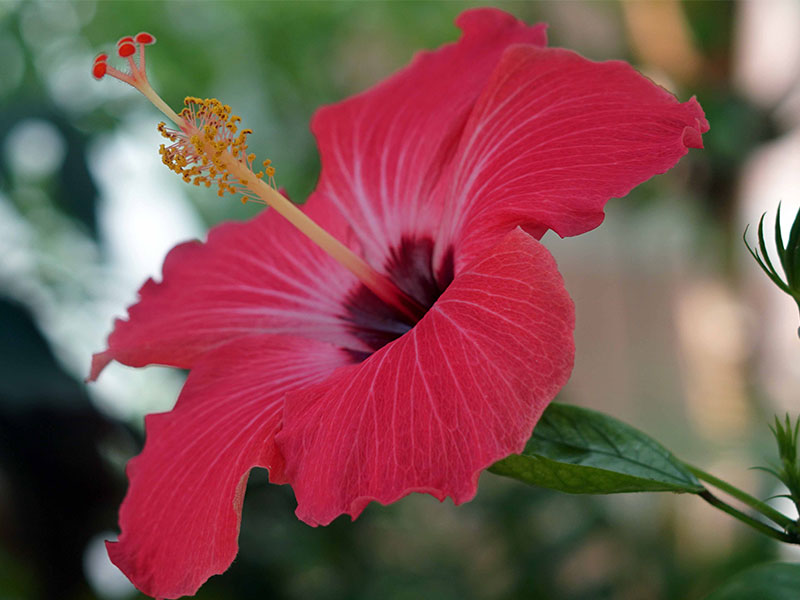 A single pink flower with a yellow center.