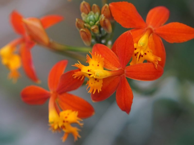 Close up of four red flowers with yellow and orange centers.