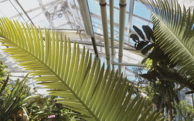 Green palm leaves with the top of the glass of the tropical room in the background