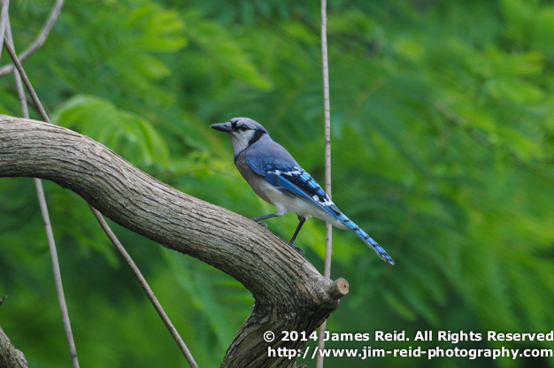 A blue jay perched on a branch