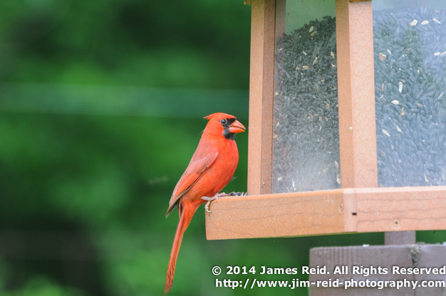  A male cardinal perches on a birdfeeder