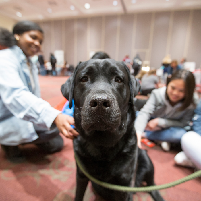 A black lab being pet by several students. 