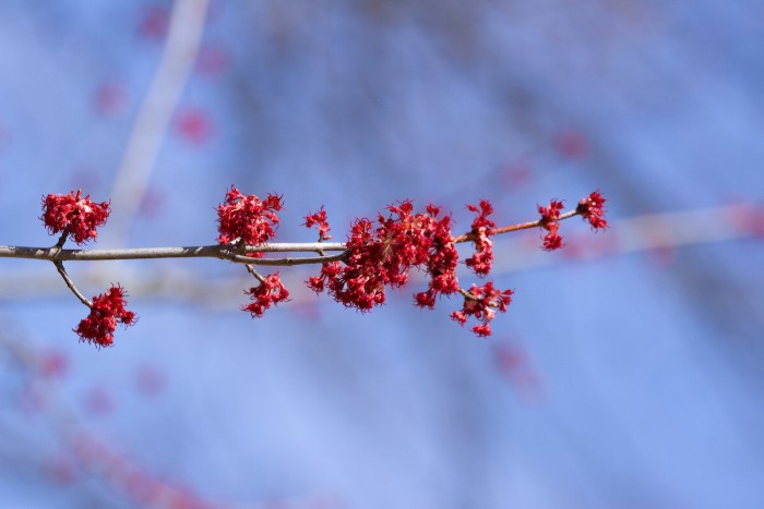 Red buds on tree limb