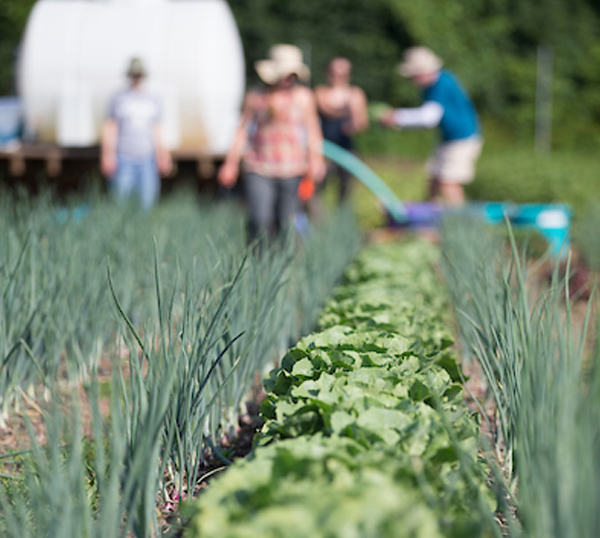 Students watering a field of onions and cabbages