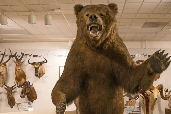 An exhibit of many types of animals in the museum, in the center of the exhibit, a roaring bear.